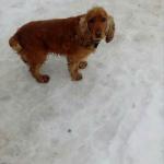 Помогите найти собаку - рыжий кокер спаниель